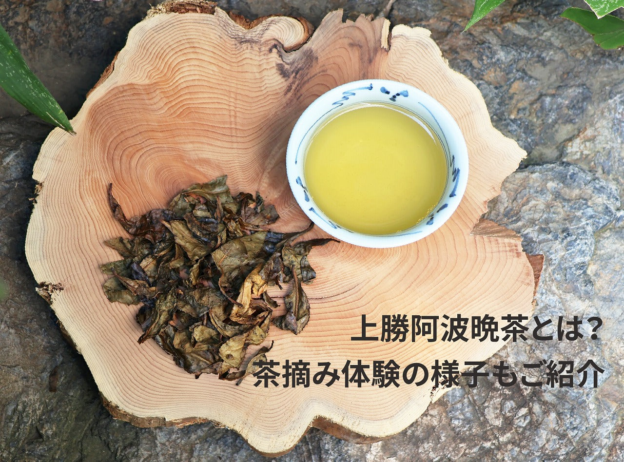 上勝阿波晩茶とは？茶摘み体験の様子もご紹介 – KAMIKATZ ONLINE STORE