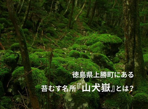 徳島県上勝町にある苔むす名所『山犬嶽』