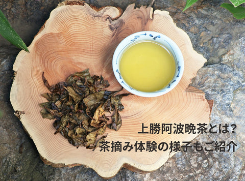 上勝阿波晩茶とは？茶摘み体験の様子もご紹介